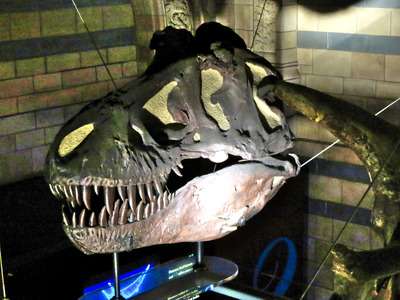 picture of London Natural History Museum Jan 2014
 UK