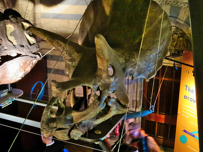 picture of London Natural History Museum Jan 2014
 UK