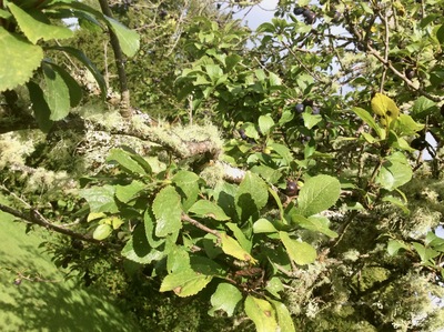 picture of Scotland Sep 2015
 UK