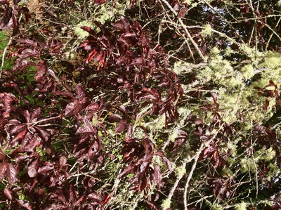 picture of Scotland Sep 2015
 UK