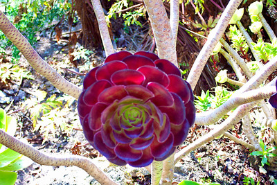 picture of Tresco 2002
 UK