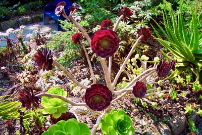 picture of Tresco 2002
 UK