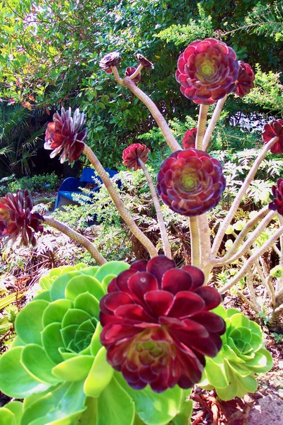 picture of Tresco 2002
 UK