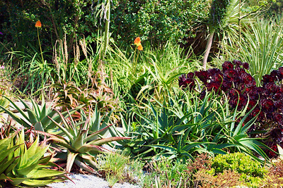 picture of Tresco 2002
 UK