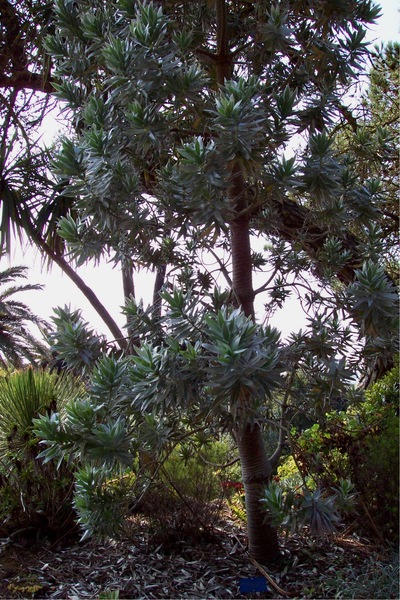 picture of Tresco 2002
 UK