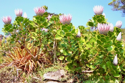 picture of Tresco 2002
 UK