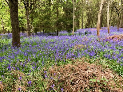 picture of Wootten Wawen
 UK