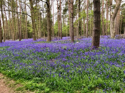 picture of Wootten Wawen
 UK