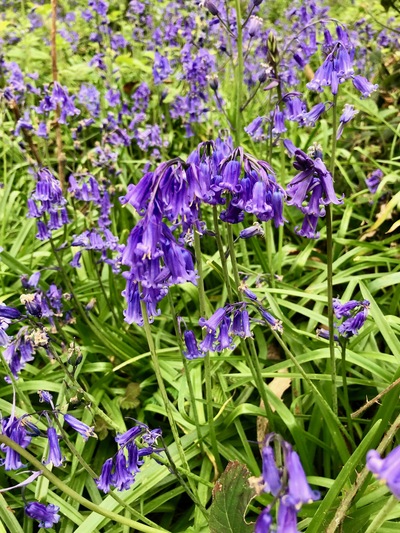 picture of Wootten Wawen
 UK