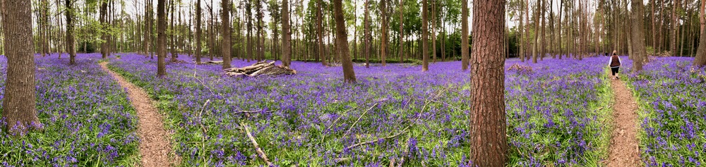 picture of Wootten Wawen
 UK