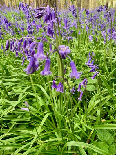 picture of Wootten Wawen
 UK