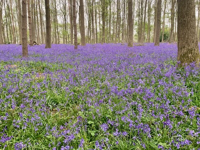 picture of Wootten Wawen
 UK