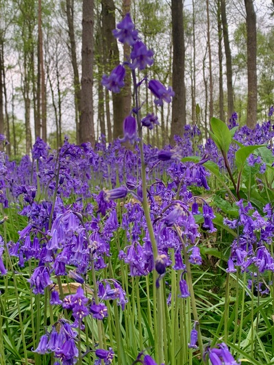 picture of Wootten Wawen
 UK