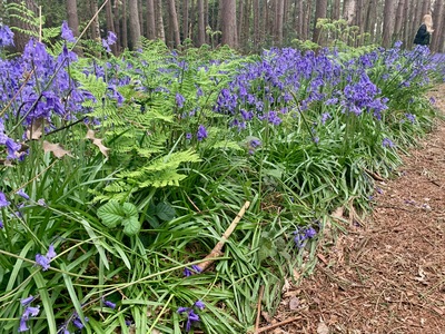 picture of Wootten Wawen
 UK