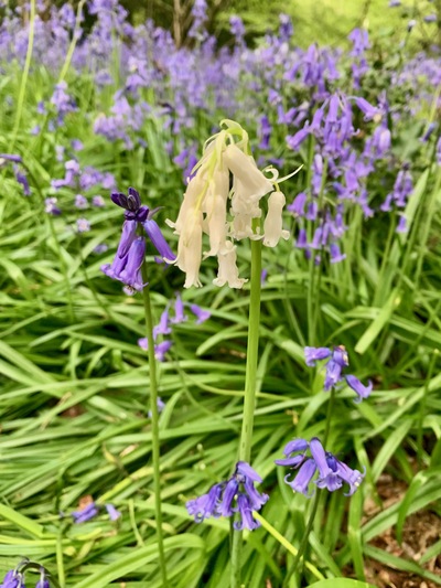 picture of Wootten Wawen
 UK