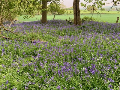 picture of Wootten Wawen
 UK