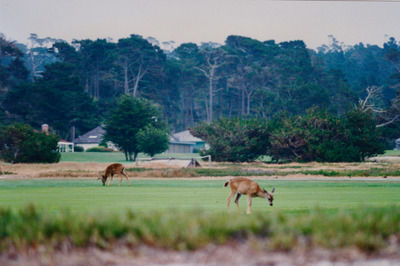 picture of Pacific California Highway
 USA