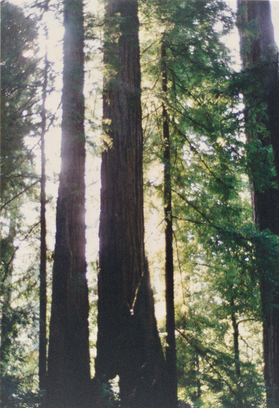 picture of Giant Redwood Forest
 USA