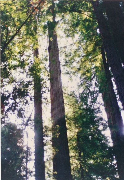 picture of Giant Redwood Forest
 USA