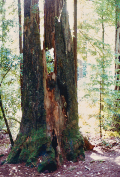 picture of Giant Redwood Forest
 USA