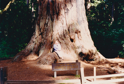 picture of Giant Redwood Forest
 USA