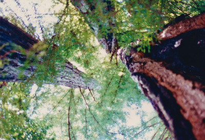 picture of Giant Redwood Forest
 USA