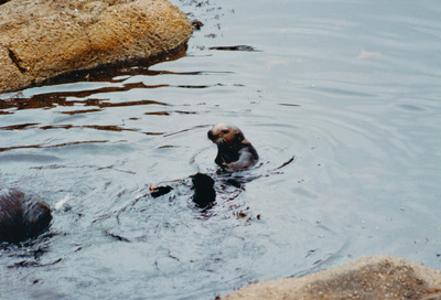 picture of Monterey
 USA