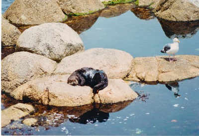 picture of Monterey
 USA