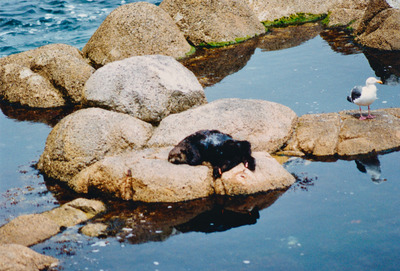 picture of Monterey
 USA