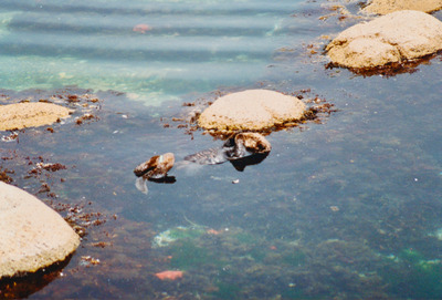 picture of Monterey
 USA