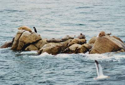 picture of Monterey
 USA