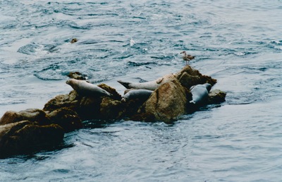 picture of Monterey
 USA