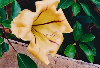 picture of Santa Barbara
 USA