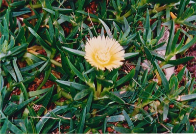 picture of Santa Barbara
 USA