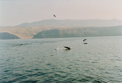 picture of Santa Cruz Island
 USA